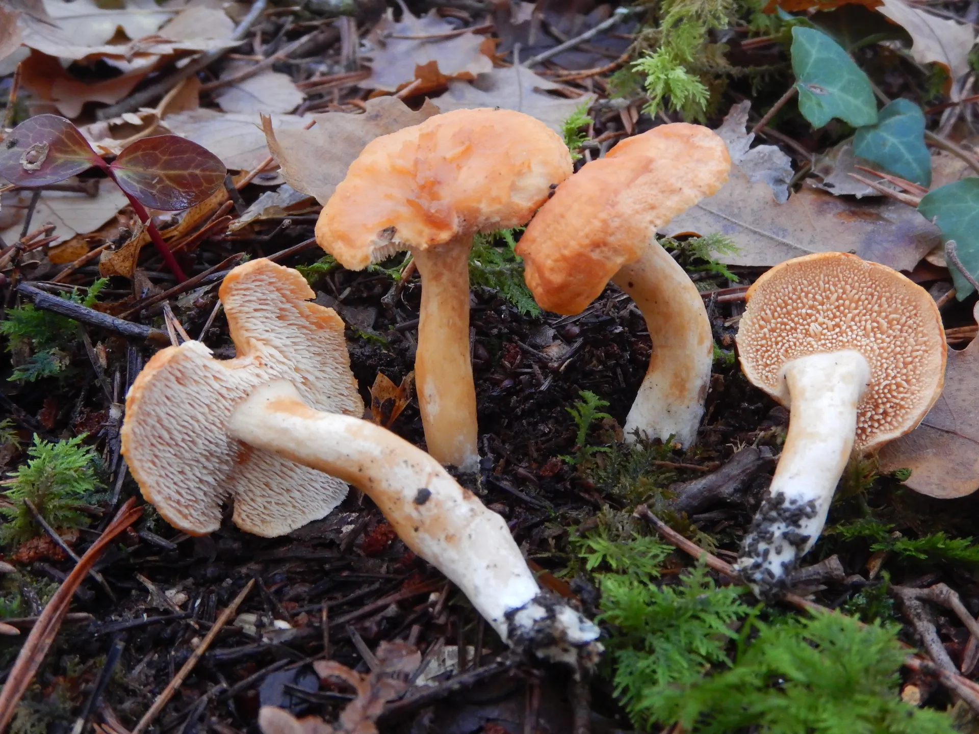 Hydnum ellipsosporum-19-12-18 (2)